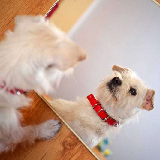 Can dogs Recognize themselves In the Mirror? - FlowerPup