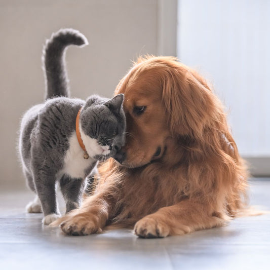 Cat or dog? Find out with this personality test - FlowerPup