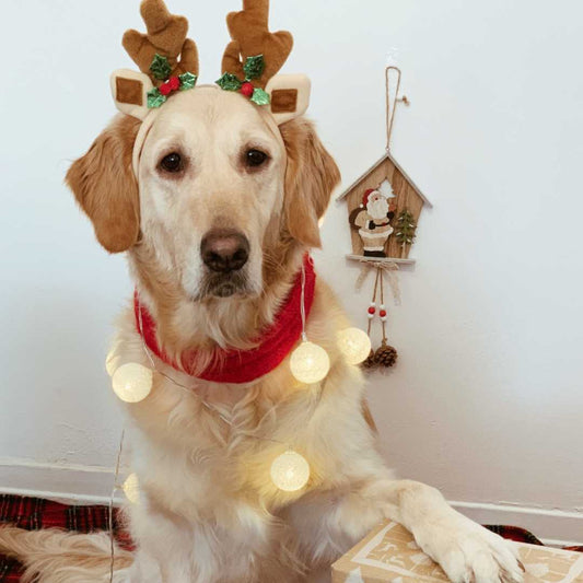 Dog Christmas: Do Dogs Know It's Christmas? - FlowerPup