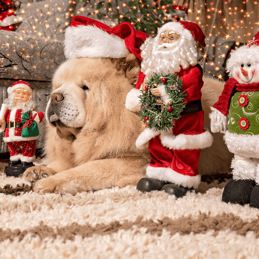 How to celebrate Christmas with your pet? - FlowerPup