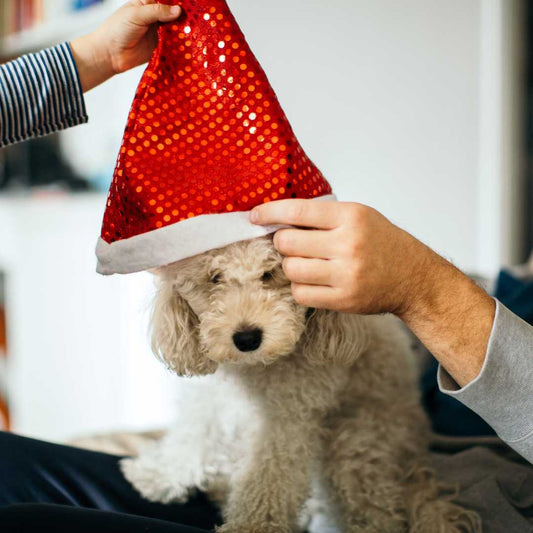 Remember your pet at Christmas - FlowerPup